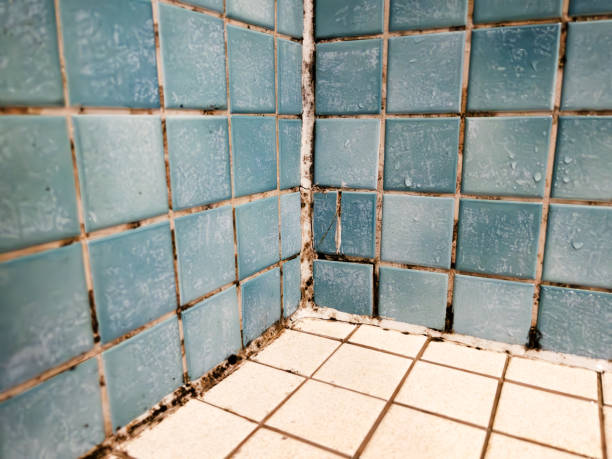 Best Mold Documentation for Insurance Claims  in Elk Grove, CA