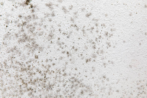Elk Grove, CA Mold Removal Company