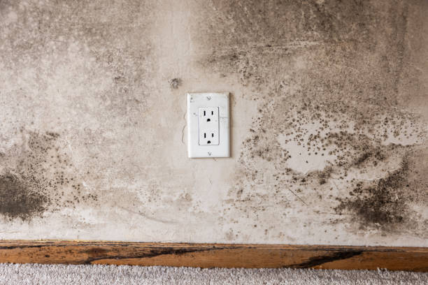  Elk Grove, CA Mold Removal Pros